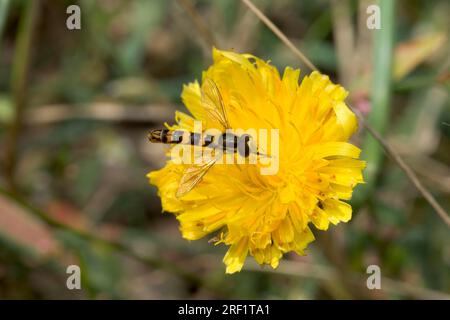 Langer Hoverfly (Sphaerophoria scripta) auf Löwenzahn (Taraxacum officinale), Deutschland Stockfoto