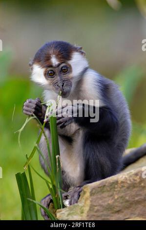 Junge Cherry gekrönte Mangaby (Cercocebus torquatus torquatus), Rotkappen-Mangabey Stockfoto