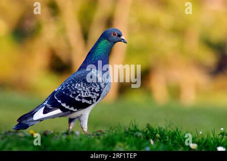 Wilde Haustaube, Nordrhein-Westfalen, Deutschland, seitlich Stockfoto