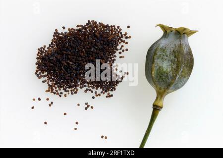 Türkischer Mohn, Samenschoten und Samen, türkischer Mohn, orientalischer Mohn (Papaver orientale) Stockfoto