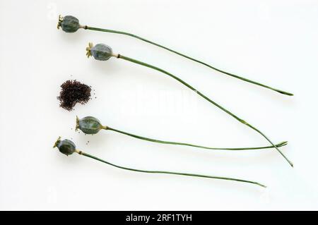 Türkischer Mohn, Samenschoten und Samen, türkischer Mohn, orientalischer Mohn (Papaver orientale) Stockfoto