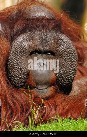 Bornean Orang-Utan, männlich (Pongo pygmaeus pygmaeus), Bornean Orang-Utan Stockfoto