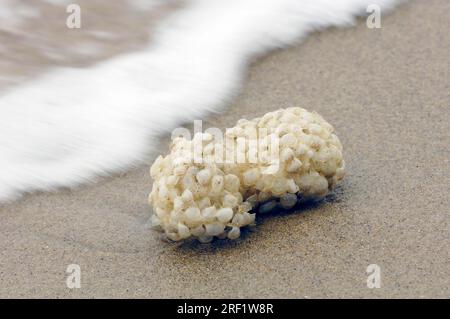 Schneckenwelke (Buccinum undatum), Eierkapseln, Texel, Niederlande Stockfoto