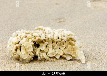 Schneckenwelke (Buccinum undatum), Eierkapseln, Texel, Niederlande Stockfoto