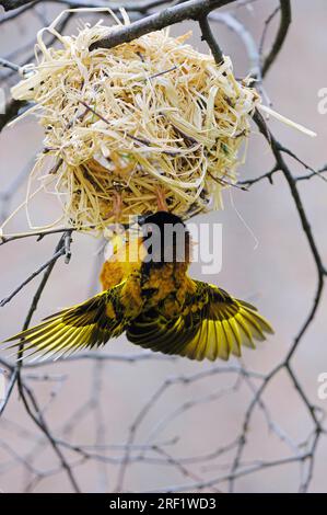 Dorfweber, männlicher Nestbau, Schwarzkopfweber (Ploceus cucullatus) Stockfoto