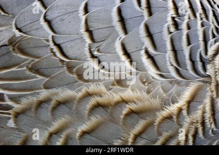 Kaisergans (Anser canagicus), Federn (Philacte canagicus) (Chen canagicus) Stockfoto