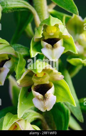 Blattnelleber (Epipactis helleborine), Blattnelleber Stockfoto