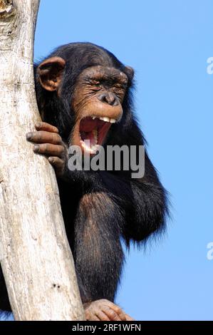 Junger Schimpanse (Pan troglodytes), Schimpanse Stockfoto