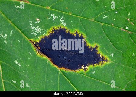 Teerfleckpilz auf Ahornblatt (Acer), Nordrhein-Westfalen, Deutschland, Teerfleck (Rhytisma acerinum) Stockfoto