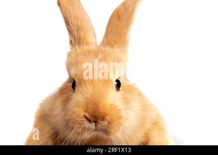Mündung eines roten Kaninchens Nahaufnahme auf weißem Hintergrund. Stockfoto