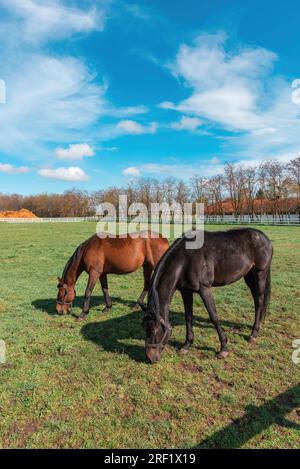 Die Schönheit von zwei majestätischen Stuten, die gemütlich in einem geräumigen eingezäunten Hof weiden. Tiere genießen die Freiheit, sich auf üppigem, grünem Gras zu ernähren. Verti Stockfoto