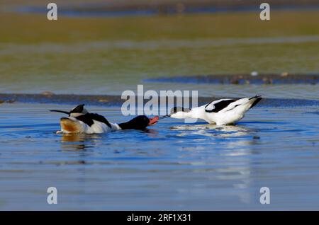 Gewöhnliche Sheldute (Tadorna tadorna) und Avocet mit schwarzem Verschluss (Recurvirostra avosetta), Texel, Shelduk, Niederlande Stockfoto