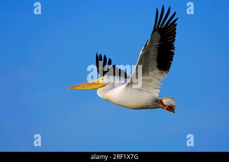 American White Pelikan (Pelecanus Erythrorhynchos), Weiblich, Sanibel Island, Florida, USA Stockfoto