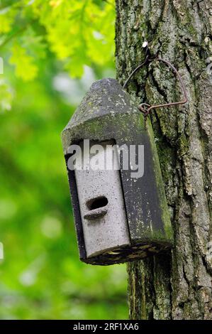 Fledermauskasten am Baum, Nordrhein-Westfalen, Deutschland Stockfoto