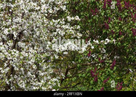 Blühende Apfelbäume und Flieder. Wunderschöne zarte weiße Apfelblumen und lila Blüten blühten im Frühling auf Baumzweigen im Garten, Beau Stockfoto