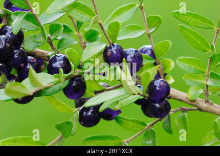 Immergrüne schleichende Geißblatt (Lonicera pileata), Slope Myrtle, schleichende Geißblatt, Evergreen Geißblatt Stockfoto