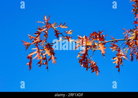 Scharlacheiche (Quercus coccinea) im Herbst, Nordrhein-Westfalen, Deutschland Stockfoto