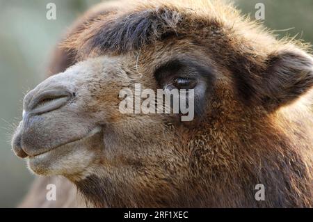 Zweihumpelkamel (Camelus bactrianus), Trampeltier, Zweihoeckriges Kamel Stockfoto