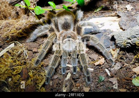 Chilenische Rosenhaartarantel (Grammostola rosea), chilenische Rosenhaarspinne Stockfoto