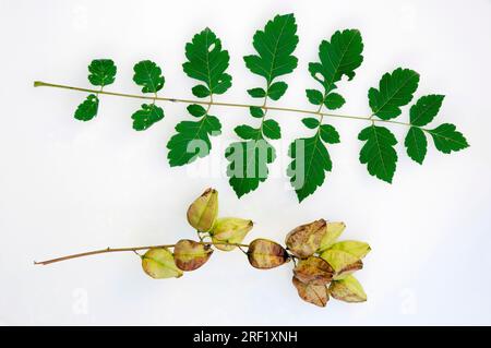 Panicle-Goldrandbaum (Koelreuteria paniculata), Blätter und Früchte Stockfoto