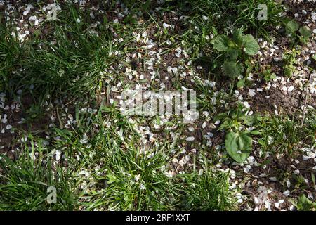 Gefallene weiße Blütenblätter von Obstbaumblüten liegen auf dem Boden und grünes Gras unter dem Baum, Hintergrund Stockfoto