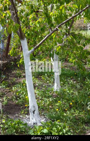 Frisch weiße und mit Kalk desinfizierte Obstbäume im Garten. Frühjahrsbehandlung und Schutz der Rinde vor Schädlingen Stockfoto