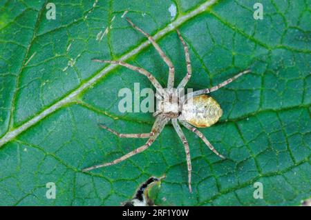 Wanderkrabbenspinne (Philodromus aureolus), Nordrhein-Westfalen, Buschkrabbenspinne, Deutschland Stockfoto