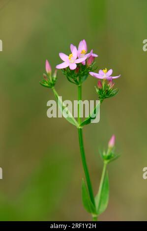 Little Centaury, Nordrhein-Westfalen, Deutschland (Centaurium minus) Stockfoto