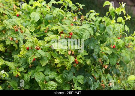 Regen gießt großzügig reifen Garten und Sträucher wachsender Himbeeren in Sonnenlicht Stockfoto