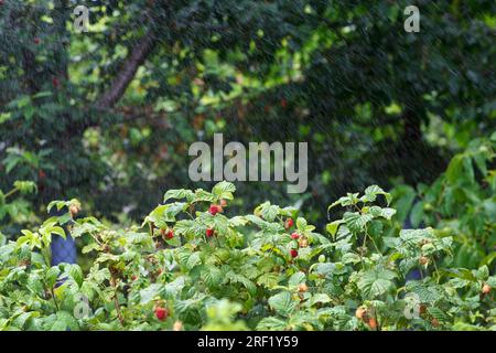 Bewässerung, Bewässerung von reifen Himbeersträuchern im Garten, im Sommer bei heißem, trockenem Wetter Stockfoto