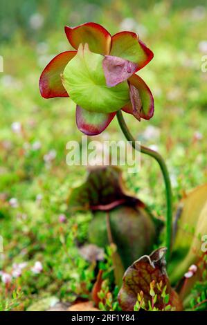 Gemeine Pitcher-Pflanze, Blüte, Purple Pitcher-Pflanze (Sarracenia purpurea), Sarraceniaceae Stockfoto