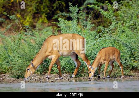 Nilgai (Boselaphus tragocamelus), weiblich mit jungen Tieren, Keoladeo Ghana-Nationalpark, Rajasthan, Indien (Dicrurus macrocerus) Stockfoto