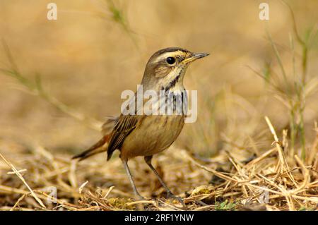 Bluethroat (Luscinia svecica cyanecula), weiblich, Keoladeo Ghana-Nationalpark, Rajasthan, Indien Stockfoto