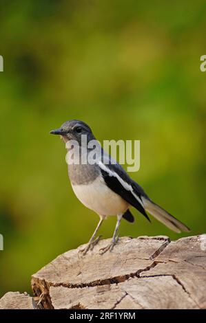 Elster Robin, weiblich, orientalisches Elster-Robin (Copsychus saularis), Ghana, Indien Stockfoto