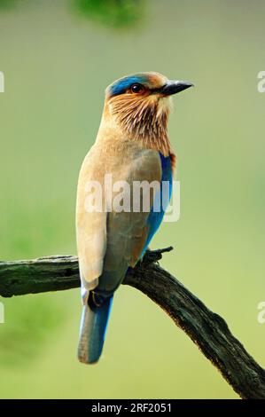 Indian Roller (Coracias benghalensis), Keoladeo Ghana-Nationalpark, Rajasthan, Indien Stockfoto