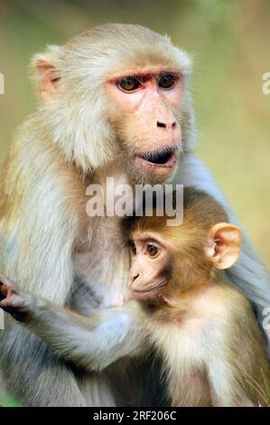 Rhesusaffen, weiblich mit jungen Tieren, Keoladeo Ghana-Nationalpark, Rajasthan, Indien, Rhesus Macaque (Macaca mulatta) Stockfoto