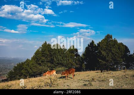 Ngong Hills Forest Wandern Erholungs-Picknick Ort Windkraftstation kenianische Landschaften Sonnenuntergang Sonnenaufgang Sundowner Great Rift Valley Kajiado Coun Stockfoto