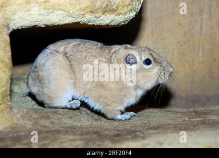 Nordafrikanischer Gundi (Ctenodactylus gundi) Stockfoto