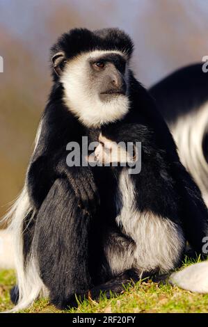 Ostafrikanische Guereza (Colobus guereza), weibliche, junge, weissschulterige Stumpfaffe Stockfoto