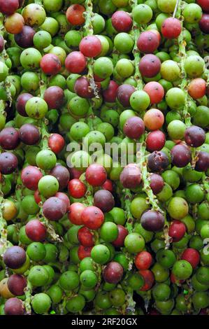 Fischschwanzpalmen, Früchte (Caryota mitis) Stockfoto