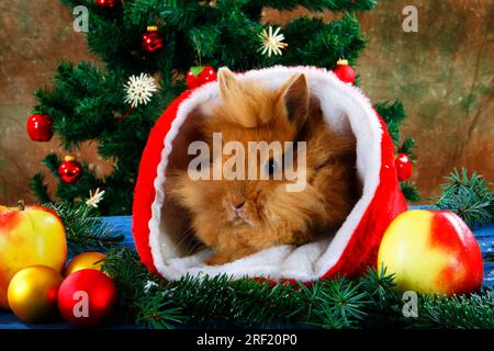 Löwenkopf-Kaninchen in Weihnachtsmann-Hut, Löwenmann-Zwerg-Kaninchen, Löwenkopf-Kaninchen, Hauskaninchen, Zwerg-Kaninchen Stockfoto