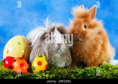 Lion Head Rabbits, Meerschweinchen und Ostereier, Lion Maned Zwarf Rabbits, House Rabbits, Zwergkaninchen Stockfoto