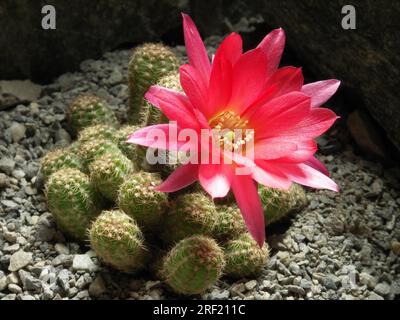 Lobivia silvestrii Hybride El Gigante, neuester Name: Echinopsis silvestrii Hybride El Gigante, auch bekannt: Chamaecereus silvestrii Hybride El Gigante Stockfoto