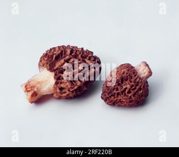 Morchella vulgaris, essbare Morchel, graue Morchel Stockfoto