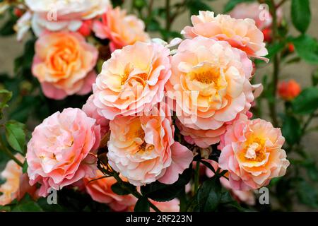 Rose „Marie Curie“ (Rosa) Stockfoto