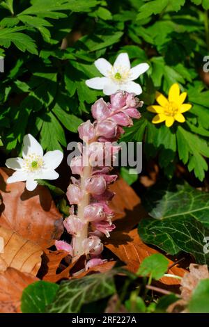 Zahnkraut, Wood Anemone und Lesser Celandine, Schleswig-Holstein, Deutschland (Lathraea squamaria) Stockfoto