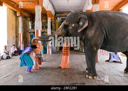 Gläubige, die vom Tempelelelefanten im Adi Kumbeshvarar Tempel in Kumbakonam, Tamil Nadu, Indien, Asien gesegnet werden Stockfoto