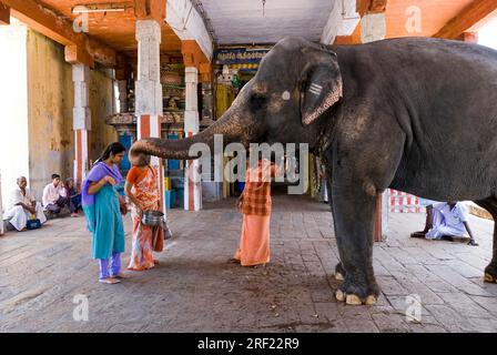 Gläubige, die vom Tempelelelefanten im Adi Kumbeshvarar Tempel in Kumbakonam, Tamil Nadu, Indien, Asien gesegnet werden Stockfoto