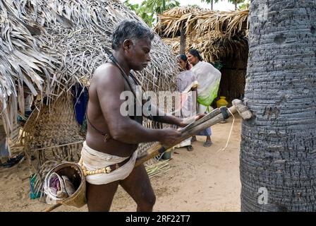 Toddy Tapper Sharpening Knife in der Nähe von Tiruchendur, Tamil Nadu, Südindien, Indien, Asien Stockfoto