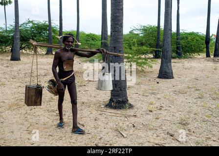 palmsaft von Tapper bei Tiruchendur, Tamil Nadu, Südindien, Indien und Asien gesammelt Stockfoto